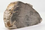 Devonian Petrified Wood From Oklahoma - Oldest True Wood #198073-1